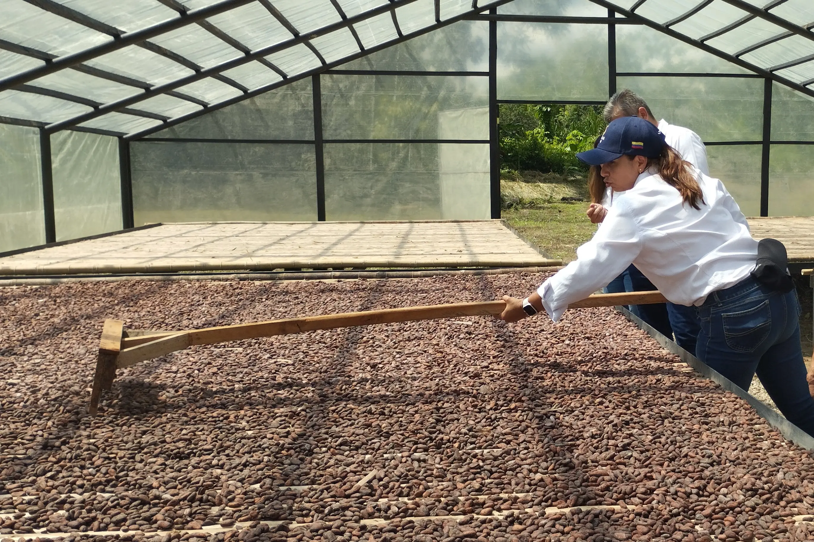 Inauguración de infraestructura clave potencia el comercio de cacao en la Cooperativa Comunicacao de La Pesquera.